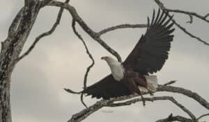 fish eagle