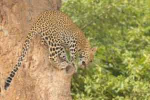 leopard