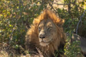Male lion
