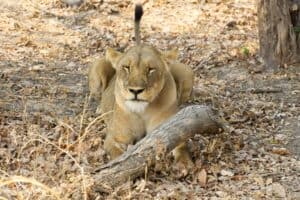 Lioness