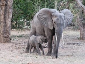 Elephant with baby