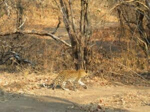 Leopard at Three Rivers