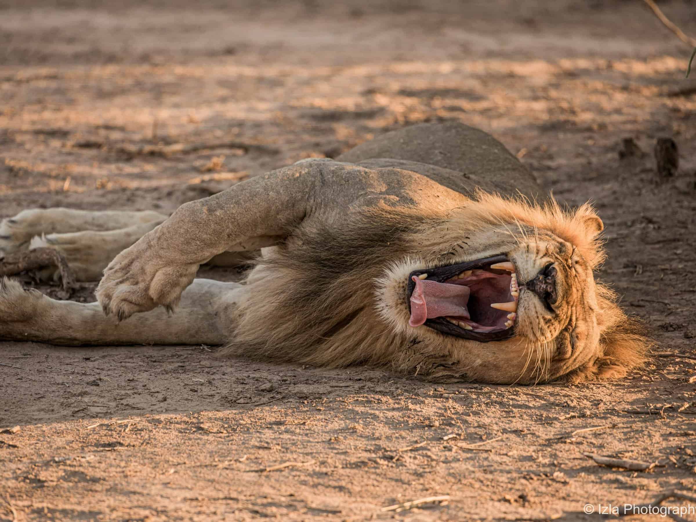 Top 5 Zambia Safari Packages