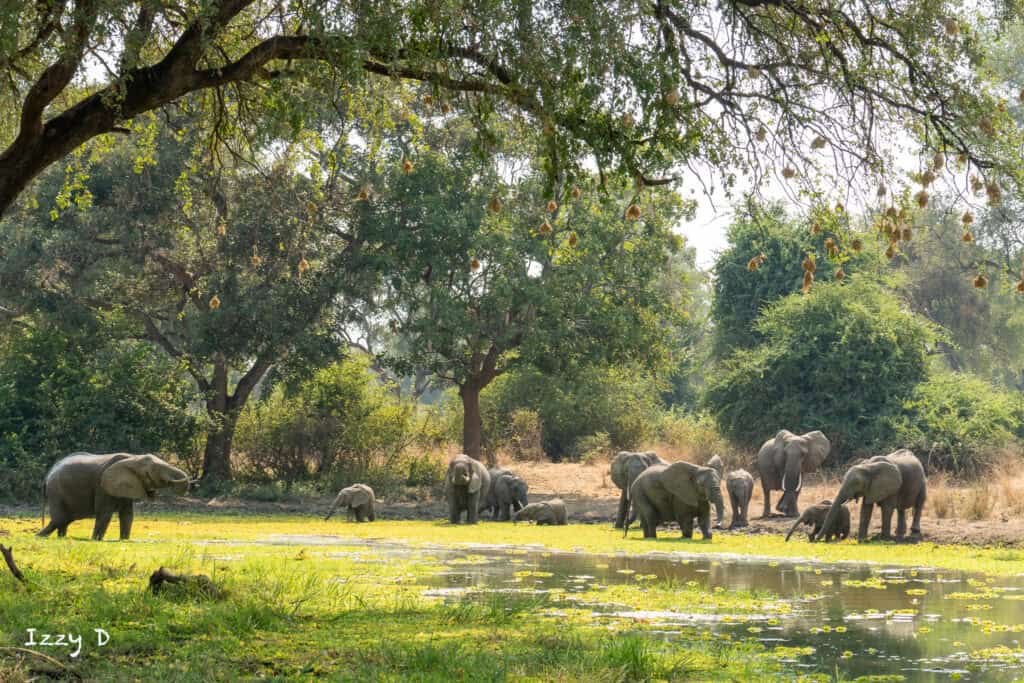 Elephants at a waterhole in South Luangwa