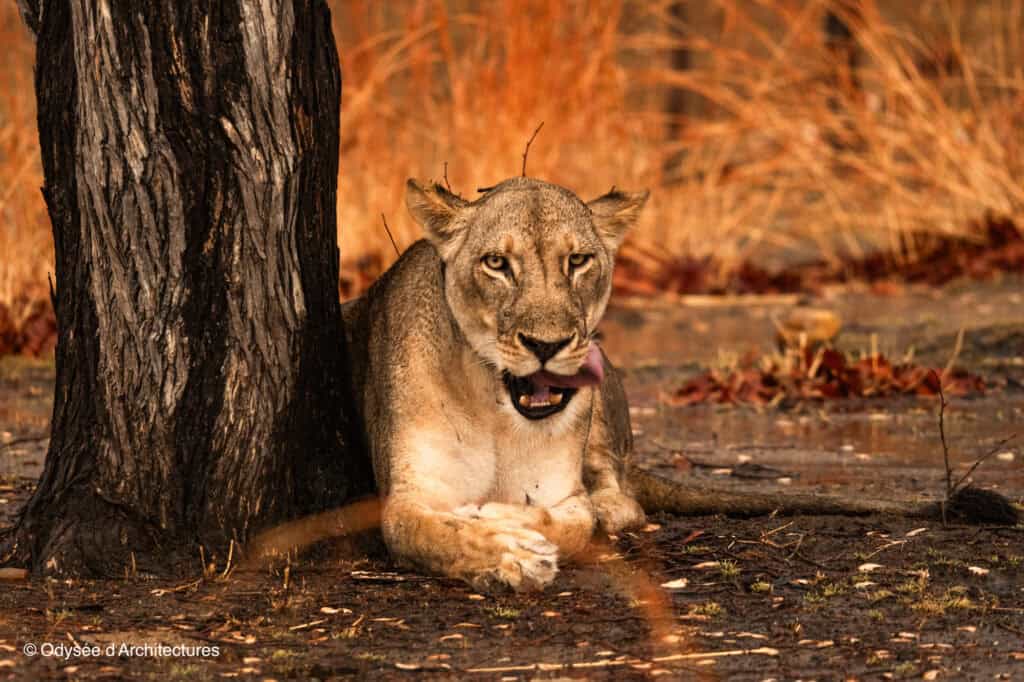 Lioness