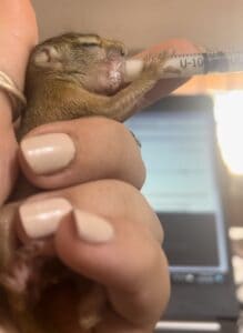Feeding the squirrel with a syringe