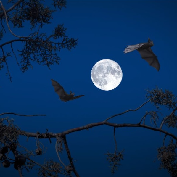 Bats at night