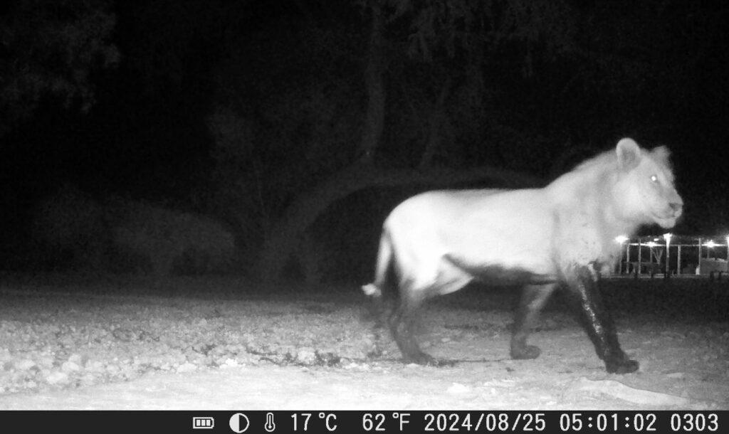 Lion on camera trap