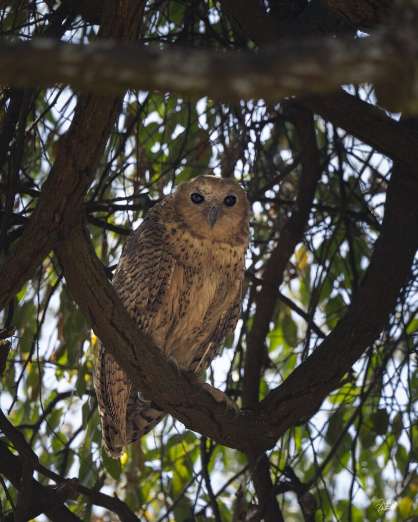Pel's Fishing Owl