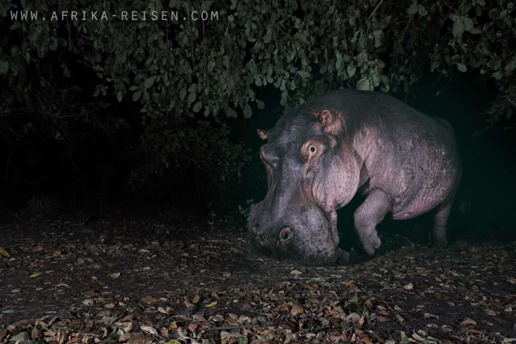 Hippo at night