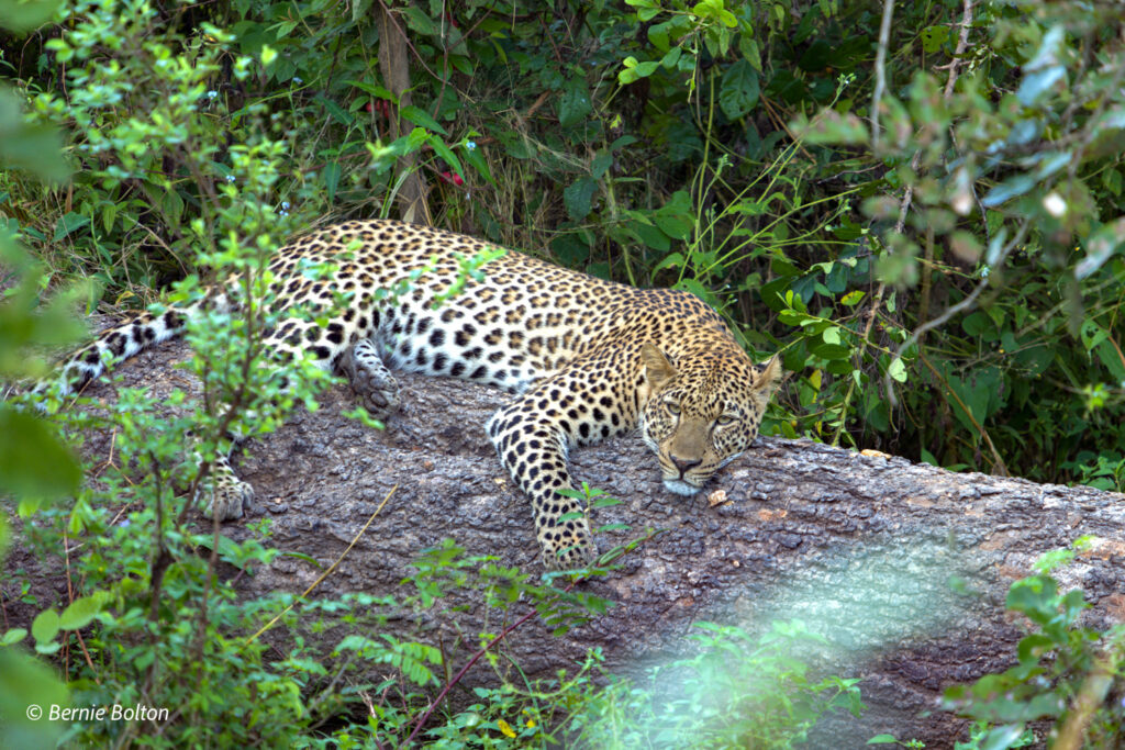 Leopard by Bernie Bolton