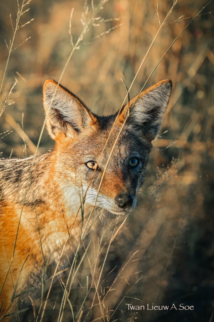 A rare sighting of a jackal by Twan Lieuw