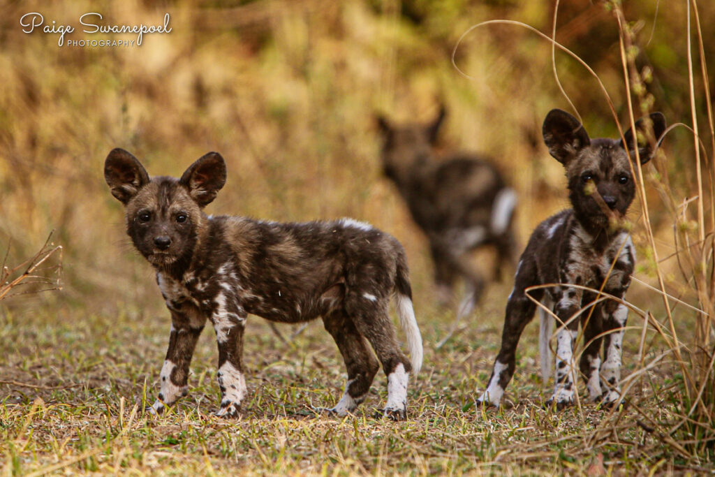 wild dog pups by Paige Swanepoel