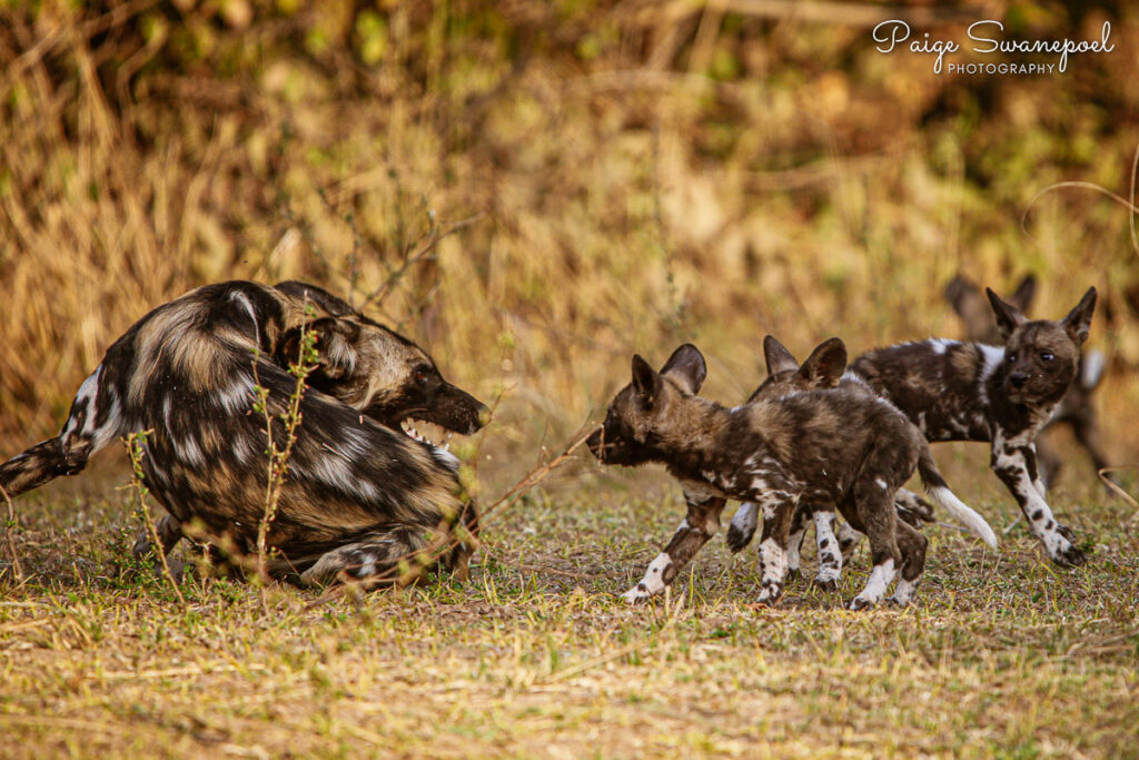 Wild dogs with pups by Paige Swanepoel
