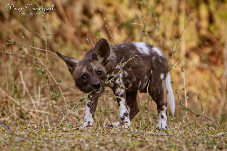 Newsletter August Wild dog pup by Paige Swanepoel