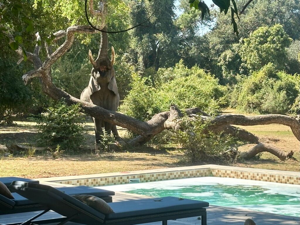 An elephant near the pool at Three Rivers