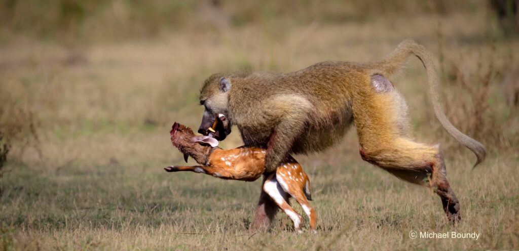 Baboon hunts bushbuck by Michael Boundy