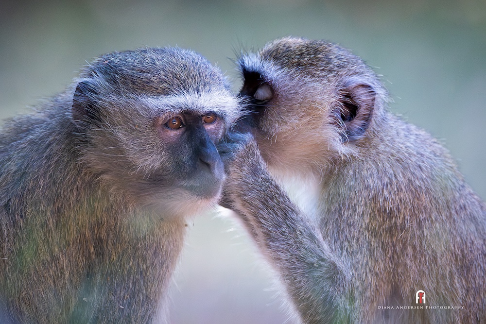 Vervet monkeys