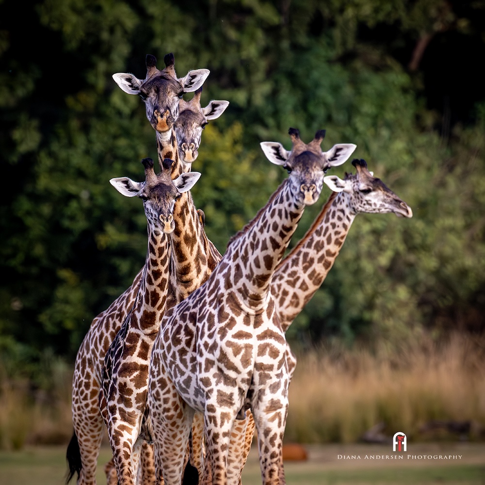 Giraffes by Diana Andersen