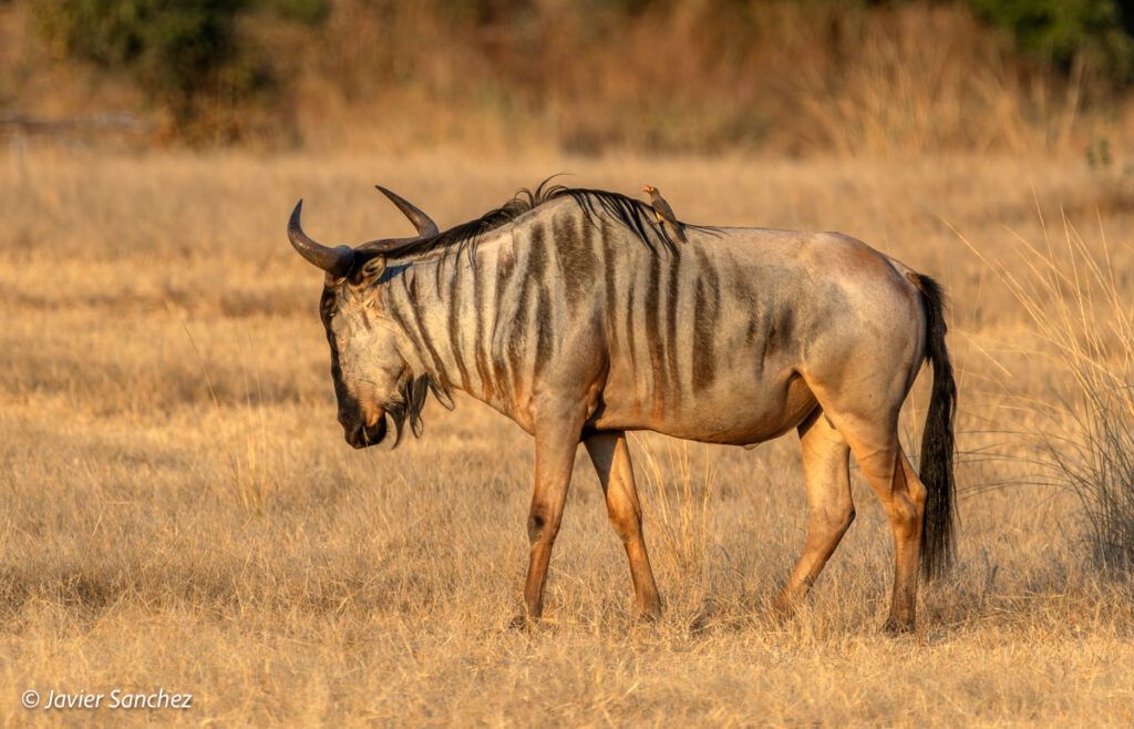 Cookson Wildebeest by Javier Sanchez