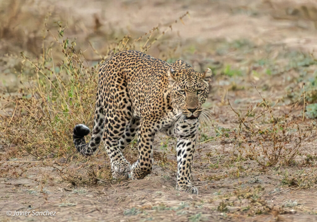 Leopard by Javier Sanchez