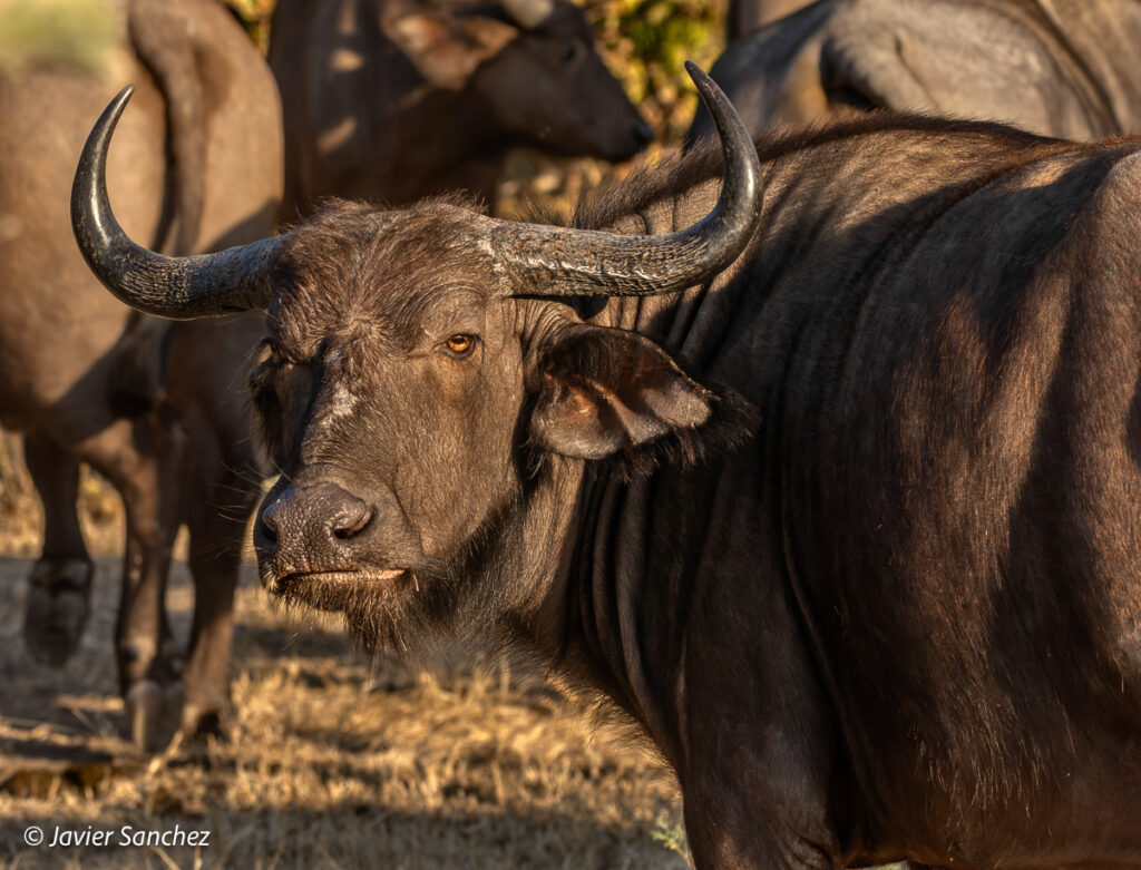 Buffalo by Javier Sanchez