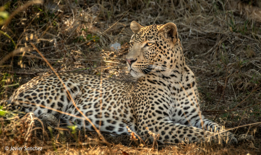 Leopard by Javier Sanchez