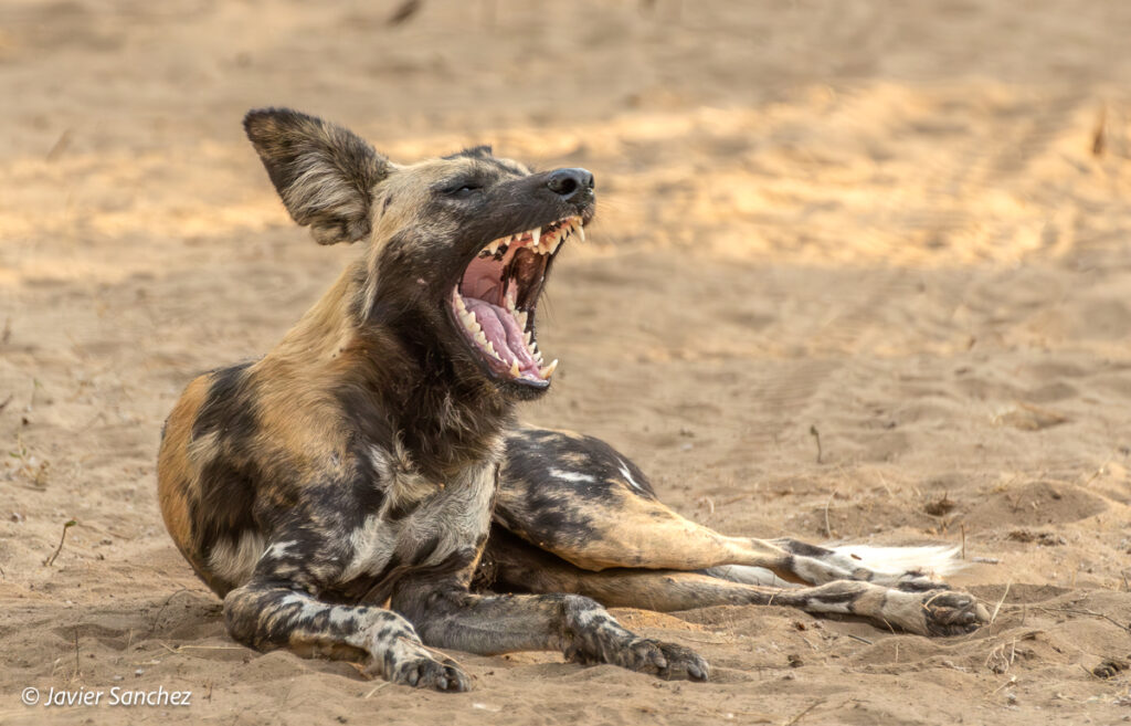Wild Dog by Javier Sanchez