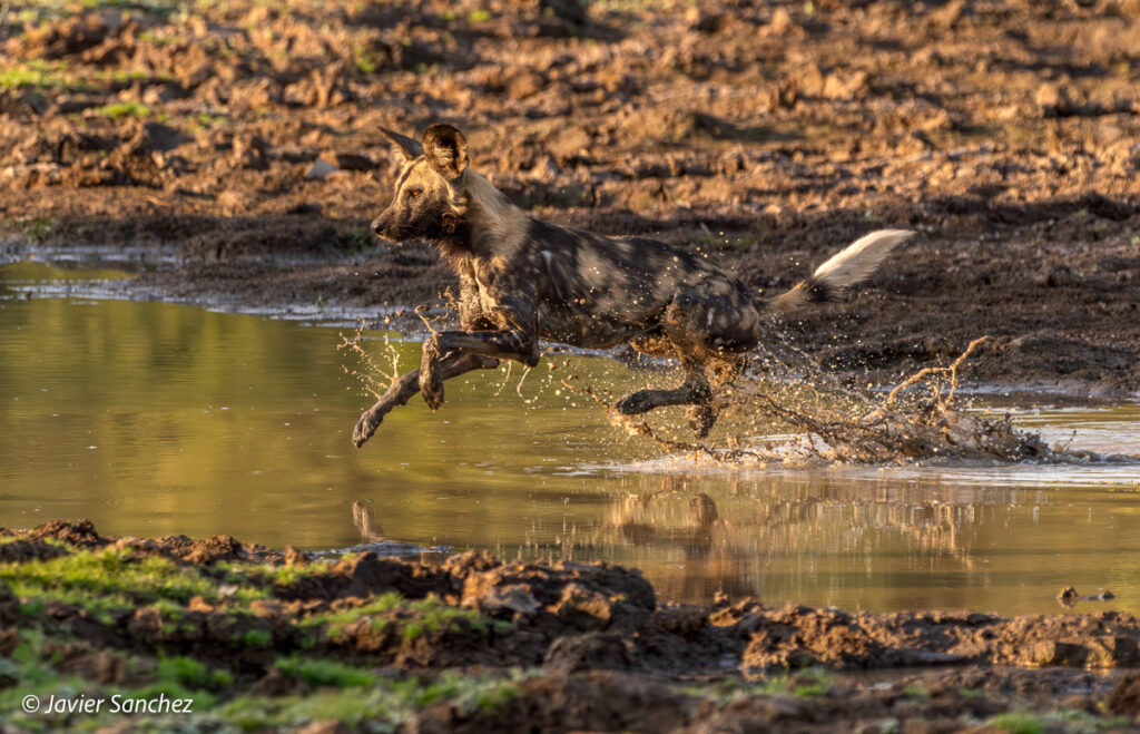 Wild dog by Javier Sanchez