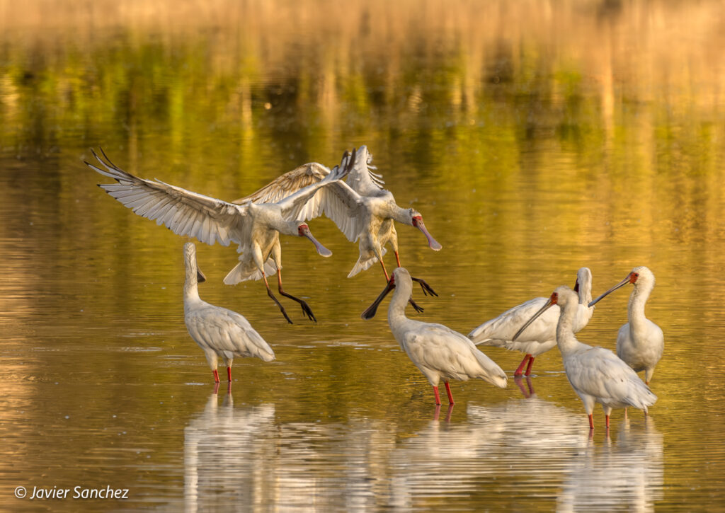 Spoonbill Storks