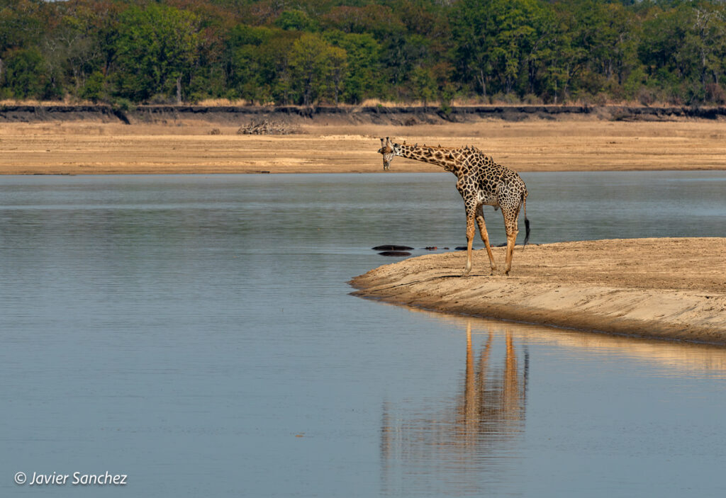 Giraffe on the Luangwa River by Javier Sanchez