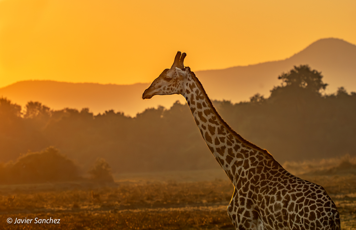 Giraffe at sunset by Javier Sanchez
