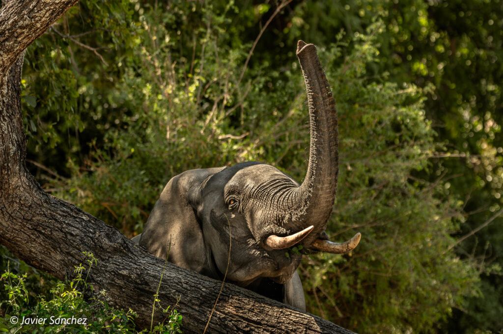 Elephant by Javier Sanchez