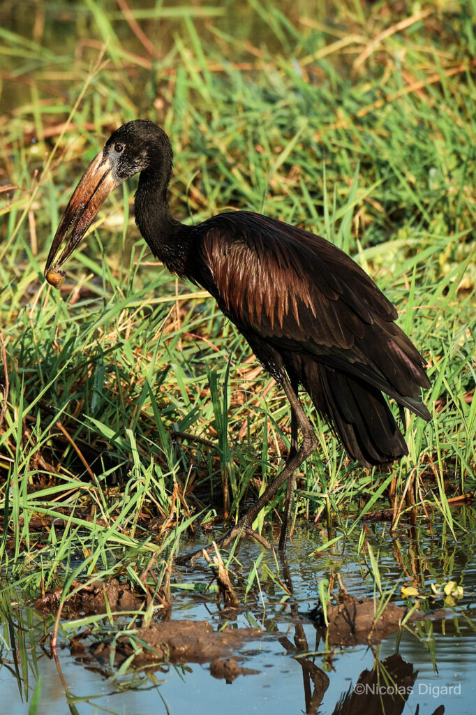 Openbill stork by Nicolas Digard